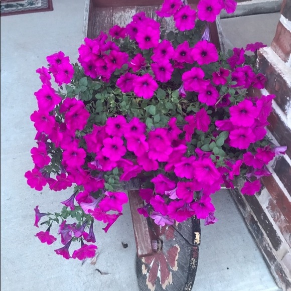 Meet your Posher, Pam - Picture 1 of 1